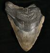 Bargain Megalodon Shark Tooth #7462-1